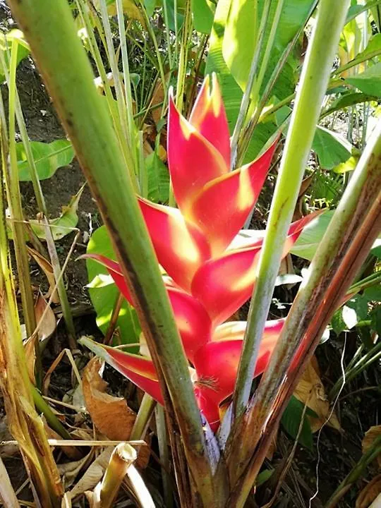 Gîtes Les Lodges des Hauts de Deshaies Bungalow Tobago 0*,  Guadeloupe
